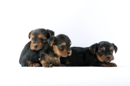 Yorkshire Terrierの写真素材