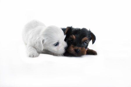 two dogsの写真素材