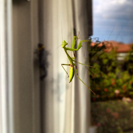 A curious little praying mantis on a window before the storm. の素材