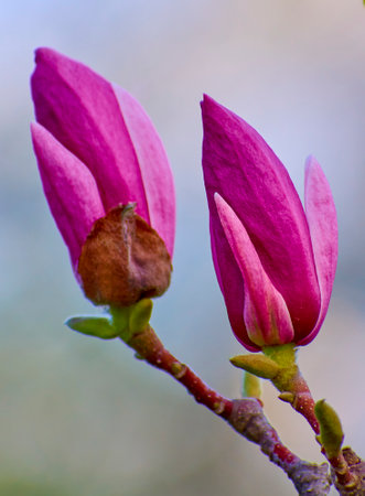 Magnolia flowers blooming in spring 02の写真素材