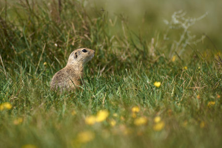 Spermophilus citellus in the spring in the field 8