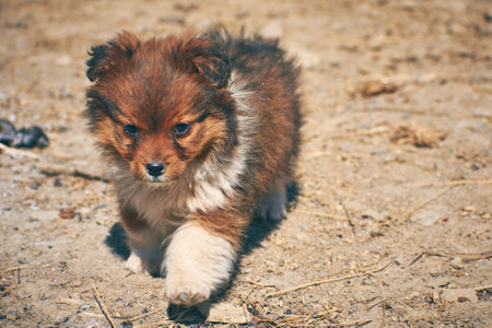 beautiful puppy is playing in the sun 2の写真素材