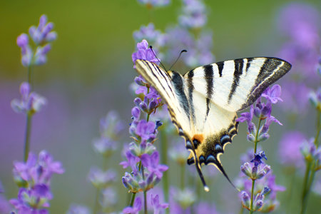 beautiful butterflies on the lavender flowers 3の写真素材