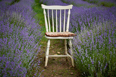 beautiful lavender flowers in summer 25の写真素材