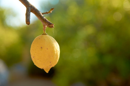 lemons with fruit in the island of Lefkada 8の写真素材