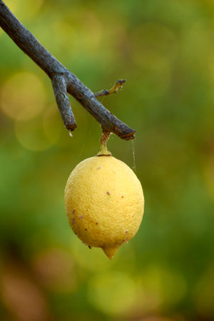 lemons with fruit in the island of Lefkadaの写真素材