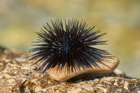 sea urchins bask in the sun on a rockの写真素材