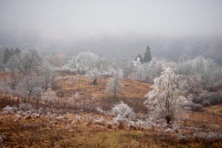 beautiful winter landscape with fogの写真素材