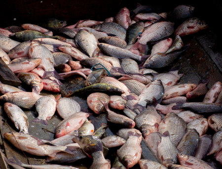 pieces of fish caught by fishermen