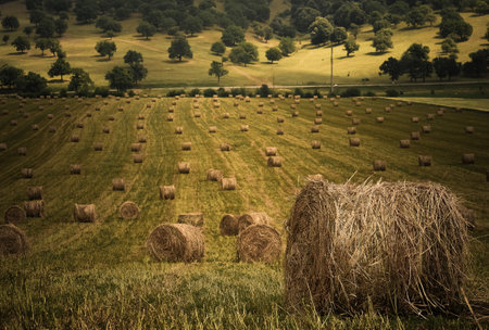 bales of hay gathered in the field