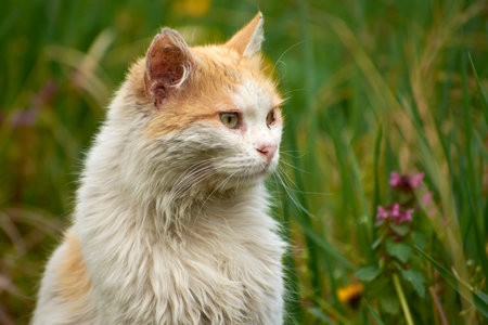 photos of beautiful cats in the garden 6の写真素材