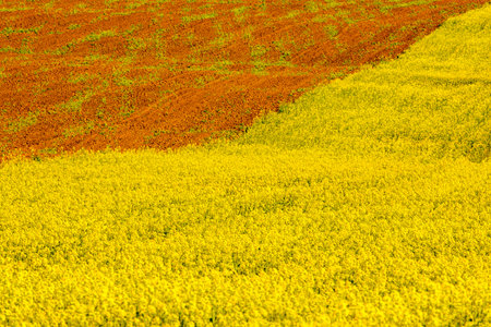 yellow field of rape blossoms in the springの写真素材