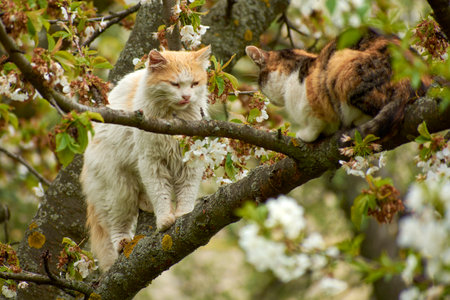 photos of beautiful cats in the garden 28の写真素材