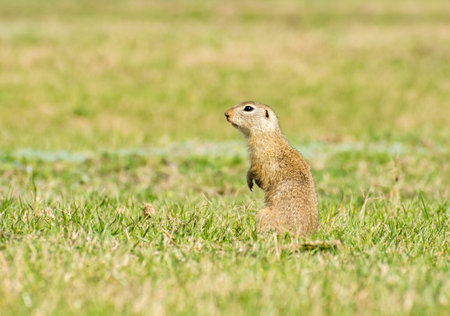 beautiful Spermophilus citellus in spring in the sun