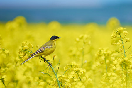 motacilla flava in the flowering field of rapeの写真素材