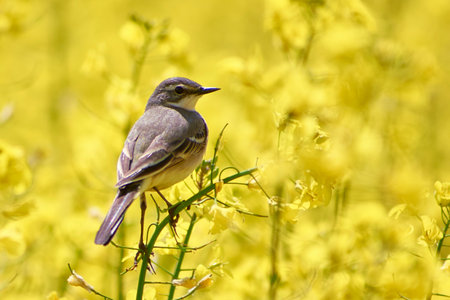 motacilla flava in the flowering field of rapeの写真素材
