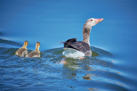 Anser anser with chicks on the lake in the Danube Deltaの写真素材