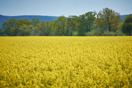yellow field of rape blossoms in the spring