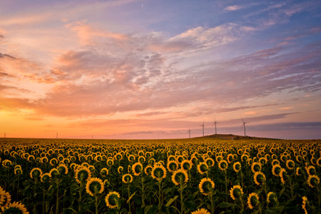 sunrise with rows of sunflowers blooming in the summer field