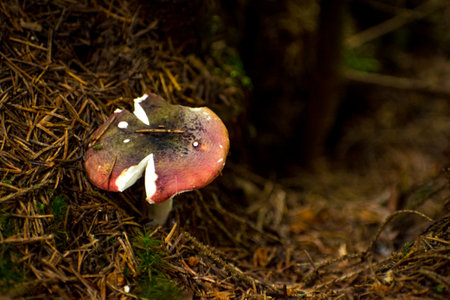 mushrooms in the summer forestの写真素材