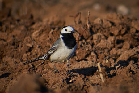 Motacilla alba searching for food by plowingの写真素材