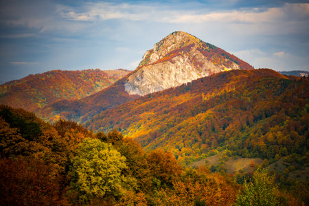 the beautiful autumn colored forest in the mountainsの写真素材