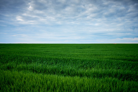green field of wheat in the spring