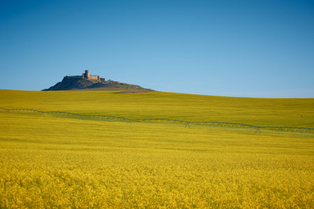 yellow field of rape blossoms in the springの写真素材