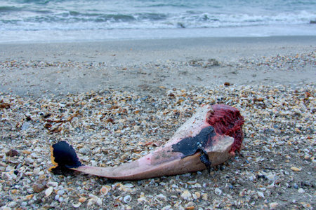 the cliff with the stranded dolphin on the shore of the Black Seaの写真素材