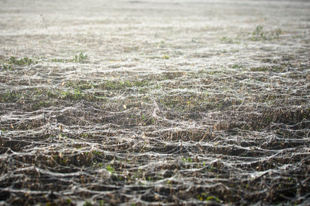 cobwebs on the field  in the morning at sunriseの写真素材