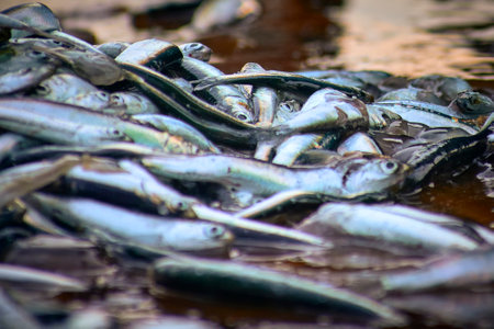 anchovies caught by fishermen in the morning in the seaの写真素材