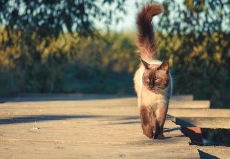 photos of beautiful cats in the garden 27の写真素材