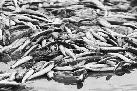 anchovies caught by fishermen in the morning in the seaの写真素材