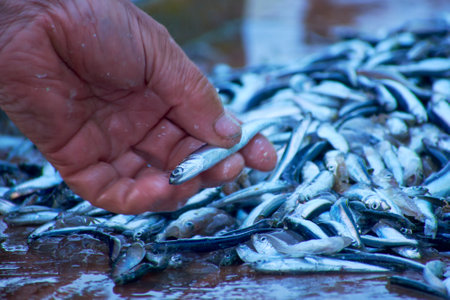 anchovies caught by fishermen in the morning in the seaの写真素材