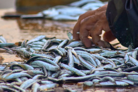anchovies caught by fishermen in the morning in the seaの写真素材