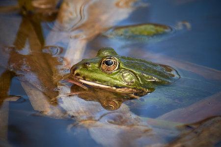 green frog sitting in the water (Rana esculenta)の写真素材