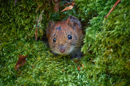 forest mouse in the burrow (Apodemus Sylvaticus)の写真素材