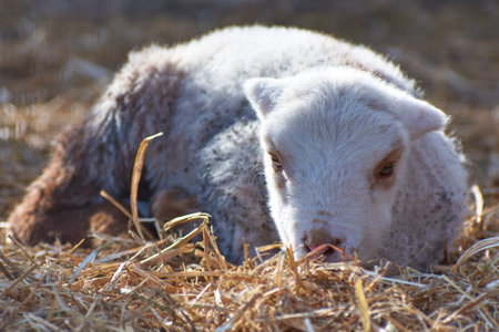 beautiful lamb standing in the sunの写真素材