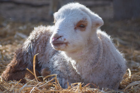 lamb standing in the sun in the yardの写真素材