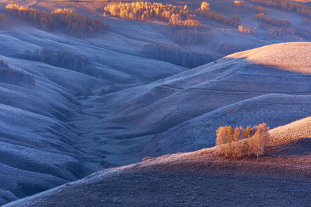 birches in the sunlight in the Apuseni Mountains