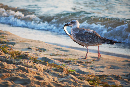 seagull running with a paper on the beachの写真素材