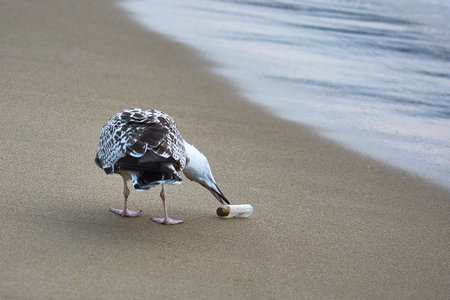 seagull taking a bottle in his beak from the beachの写真素材