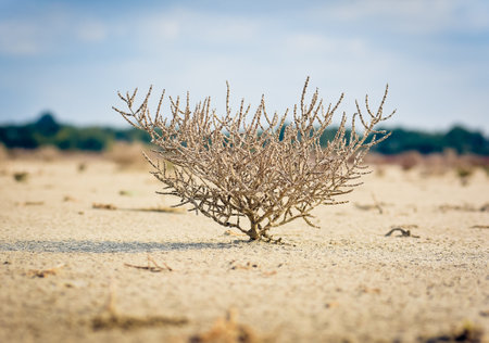 vegetation in the salt lake Beibugeac from Dobrogeaの写真素材