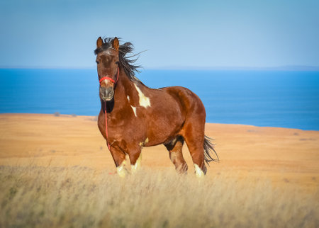 beautiful domestic horses in the Danube Deltaの写真素材