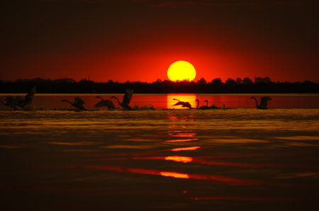 sunset with swans on the lake in the Danube deltaの写真素材