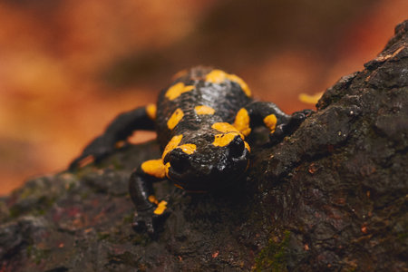 autumn salamander in the forest standing on the tree trunkの写真素材