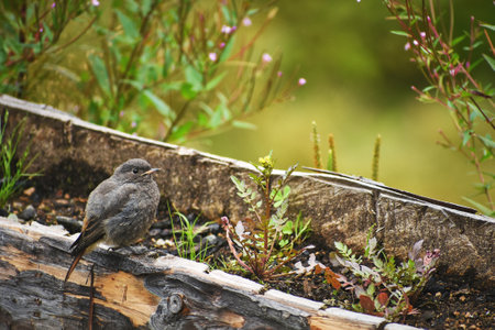 Phoenicurus ochruros on a wooden beam after rainの写真素材