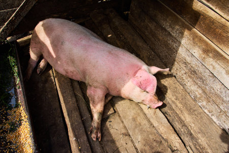 A dirty domestic pig relaxes in the sun on a farm in Romaniaの写真素材