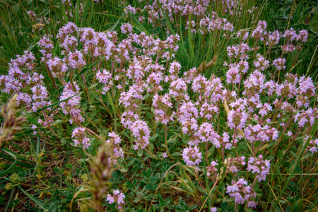 Wild thyme (Thymus serpyllum) blooming in spring isolated on background