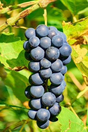 Ripe wine grapes in the garden plantationの写真素材